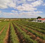 Barossa Valley Lyndoch - Tourism TAS
