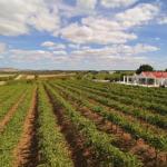 Barossa Valley Lyndoch - Hobart Tourism 0