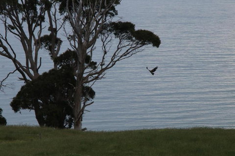 Penguin Seaside Farm - Tourism TAS 6