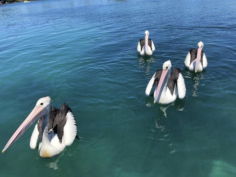 Aquarius 9 Opposite Wallis Lake - Tourism TAS 6
