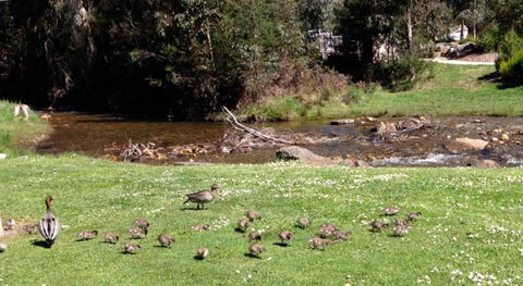 RiverCottage Selfcontained - Tourism TAS 3