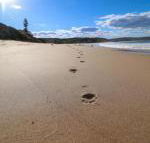 Surfers Paradise at Catherine Hill Bay - Tourism TAS