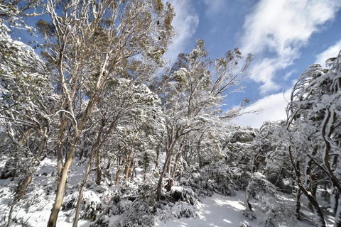 Mitta Mitta - Hobart Tourism 2