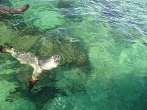 Acaciabnb - Tourism TAS 5