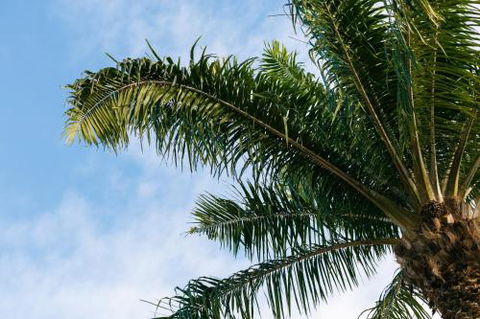 Esprit Luxury Retreat Palm Cove - Tourism TAS 1