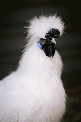 A Better Life Animal Sanctuary FarmStay Private Two Bedrooms Lounge Room & Bathroom & Toilet Shared Kitchen - Tourism TAS 6