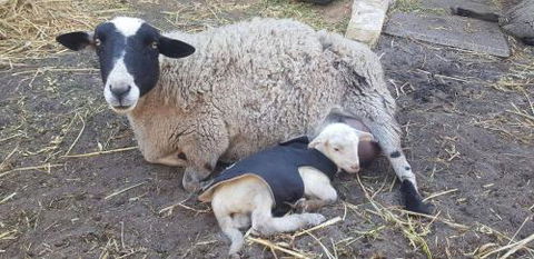 A Better Life Animal Sanctuary FarmStay Private Two Bedrooms Lounge Room & Bathroom & Toilet Shared Kitchen - Tourism TAS 1