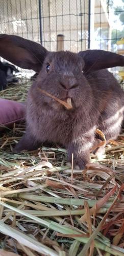 A Better Life Animal Sanctuary FarmStay Private Two Bedrooms Lounge Room & Bathroom & Toilet Shared Kitchen - Tourism TAS 5