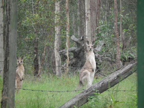 Back To The Bush - Hobart Tourism 6
