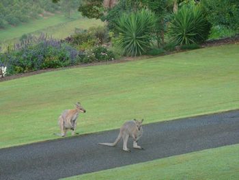 Belle La Vie B & B - Hobart Tourism 5