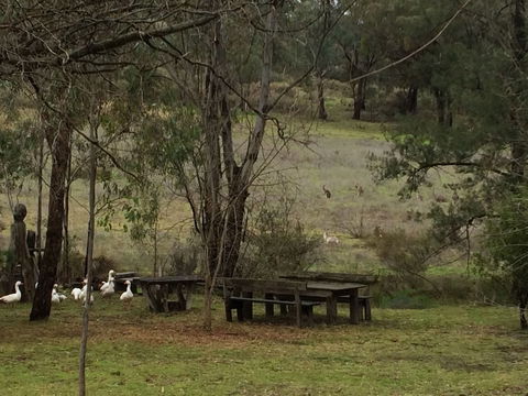 Wildwood Guesthouse - Tourism TAS 1