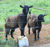Alstonville Country Cottages - Tourism TAS