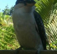Tropic Oasis Holiday Villas - Hobart Tourism