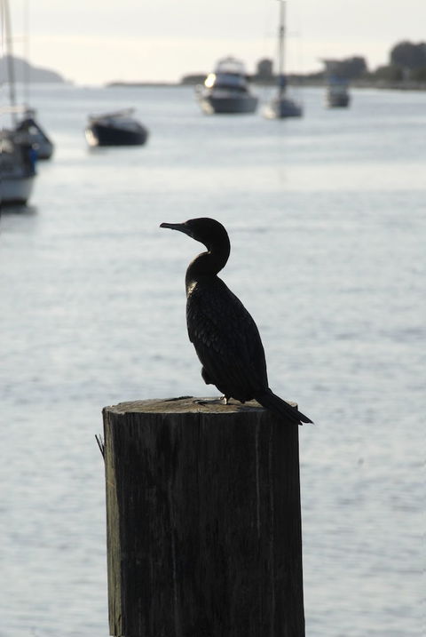 Mariners On The Waterfront - Tourism TAS 3