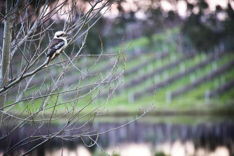 Bettenays Margaret River - Hobart Tourism 4