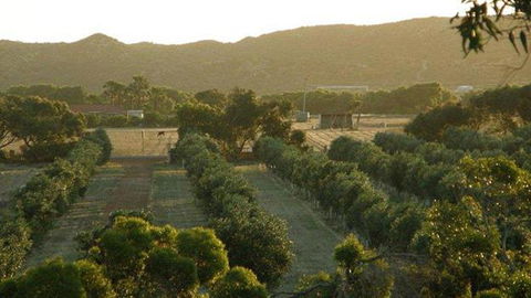Bentwood Olive Grove Accommodation - Tourism TAS 4