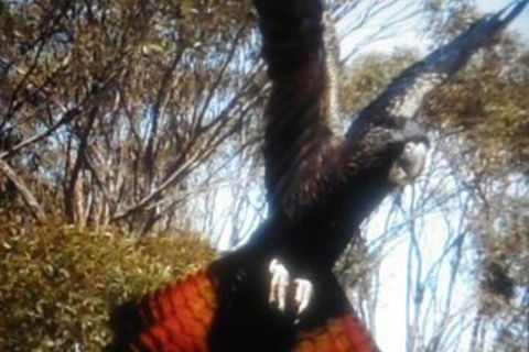 Cooinda Holiday Village - Tourism TAS 1