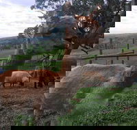 Morella Farm Stay - Tourism TAS