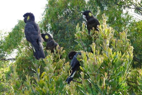 Eagles Rise Tasmania - Tourism TAS 5
