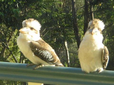 Nirvana At Montville - Tourism TAS 5