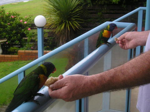 Narooma Golfers Lodge - Hobart Tourism 3