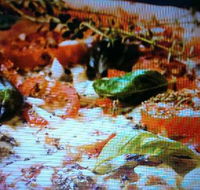 Alfio's Pizzeria - Hobart Tourism