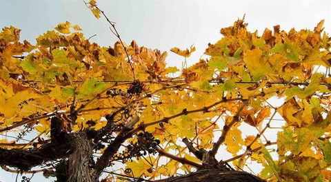 Arimia Restaurant And Winery - Hobart Tourism 9