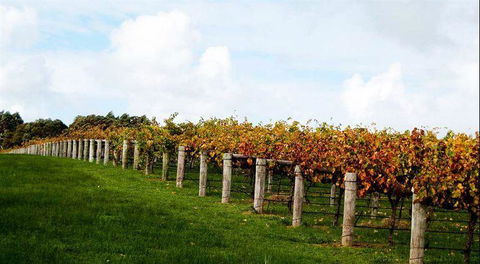 Arimia Restaurant And Winery - Hobart Tourism 10