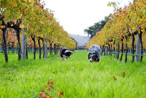 Arimia Restaurant And Winery - Hobart Tourism 12