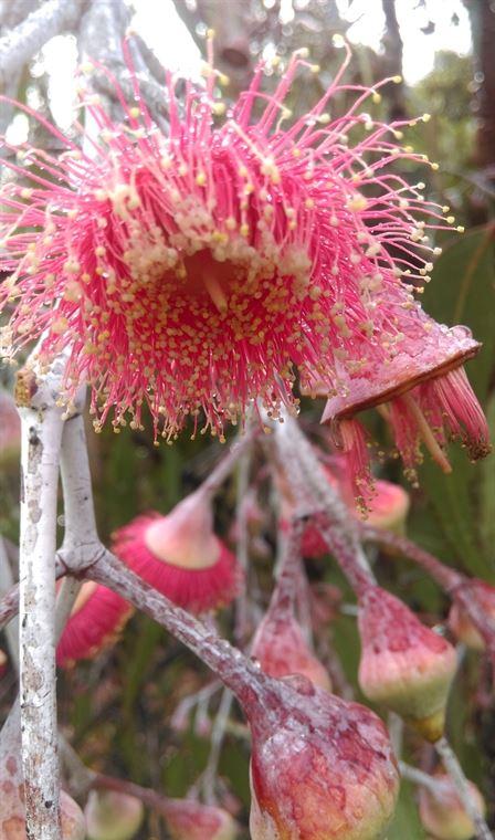 Arimia Restaurant And Winery - Hobart Tourism 20