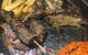Korzo Grill House - thumb 0