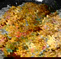 Xpressomondo - Tourism TAS