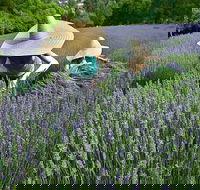 Lavandula Swiss Italian Farm - Hobart Tourism
