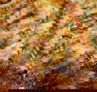 Sesame Pizza - Tourism TAS