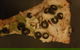 Zannies Pizzas - thumb 0
