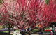 Mirchi Indian Cuisine - thumb 0