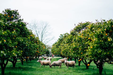Cambray Cheese Farm Shop - Hobart Tourism 0