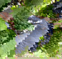 Marcus Hill Vineyard - Hobart Tourism