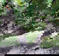 Nick Haselgrove Wines - Hobart Tourism