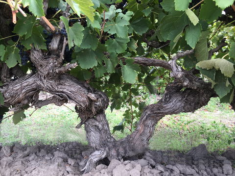 Nick Haselgrove Wines - Hobart Tourism 0