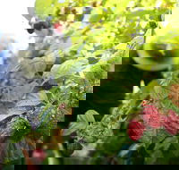 Springwood Farm Berries - Hobart Tourism