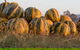 Australian Pumpkin Seed Company - thumb 0