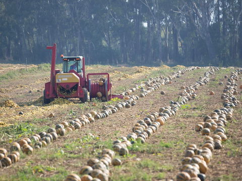 Australian Pumpkin Seed Company - Tourism TAS 2