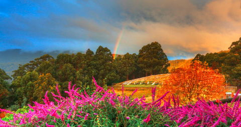 Hartzview Vineyard Heritage Pickers Hut Village - Tourism TAS 2