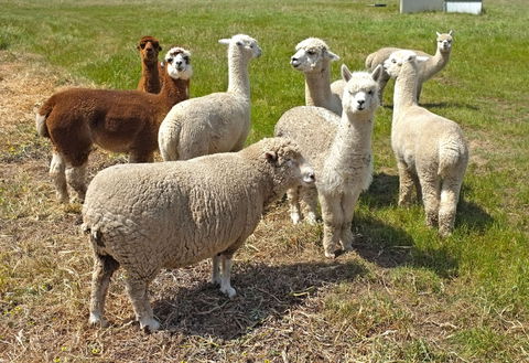 The Farmer's Place - Hobart Tourism 2