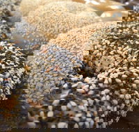 5 and Dime Bagels - Tourism TAS