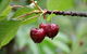 Red Hill Cherry Farm - thumb 0