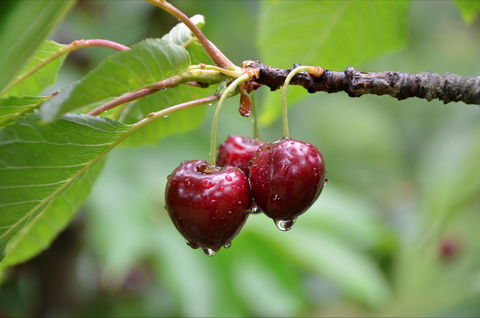 Red Hill Cherry Farm - Hobart Tourism 0