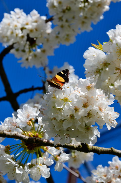 Red Hill Cherry Farm - Hobart Tourism 2