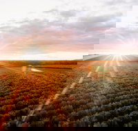 Rich Glen Olive Farm - Tourism TAS